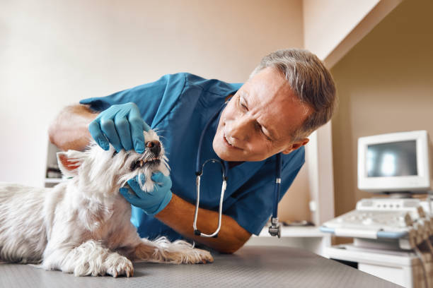 Best Emergency Broken Tooth Repair in Uvalde, TX